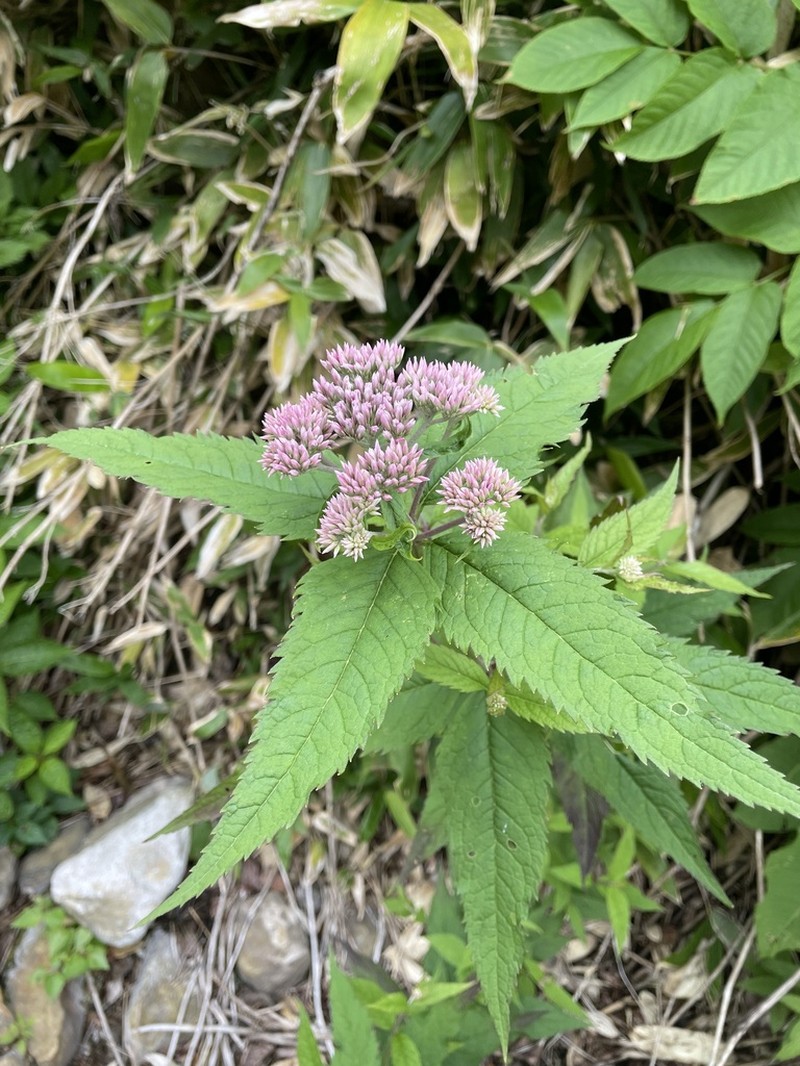 Eupatorium glehnii photo 6