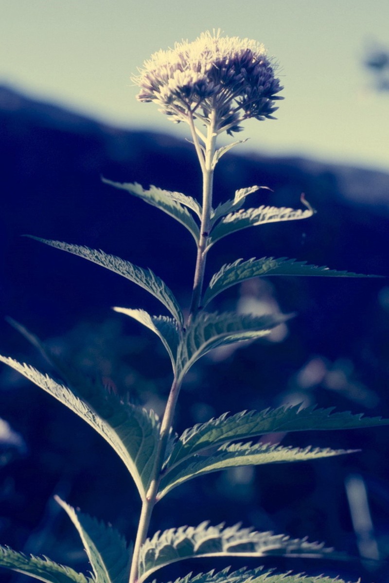 Eupatorium glehnii photo 7