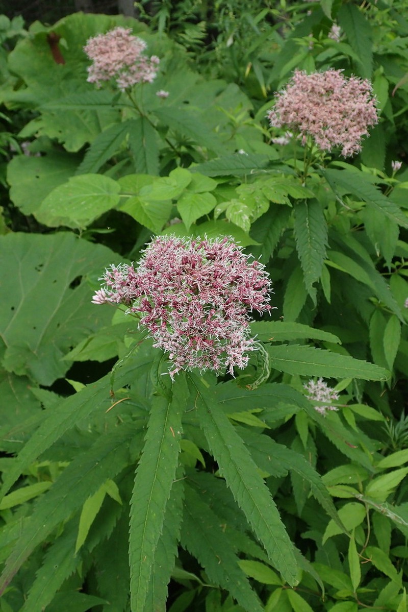 Eupatorium glehnii photo 8