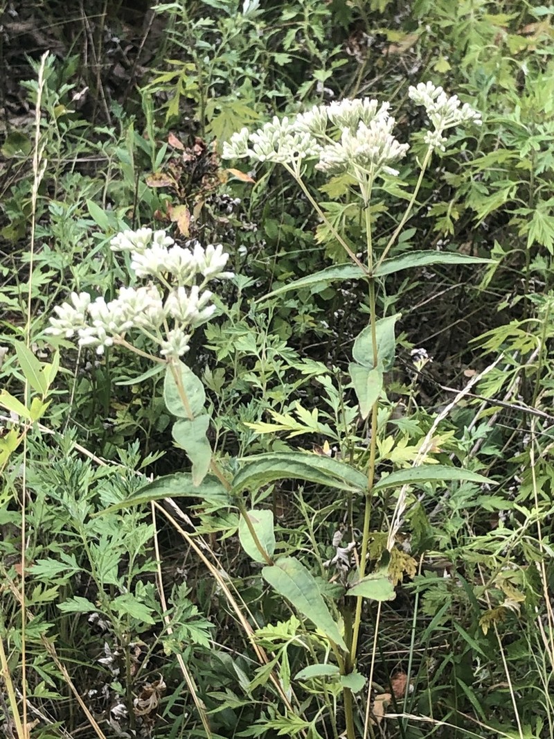Godfrey's Thoroughwort