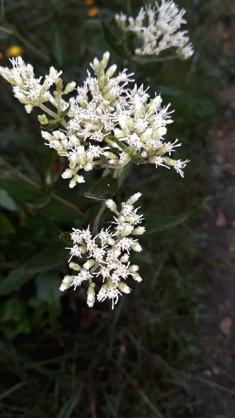 Godfrey's Thoroughwort photo 2