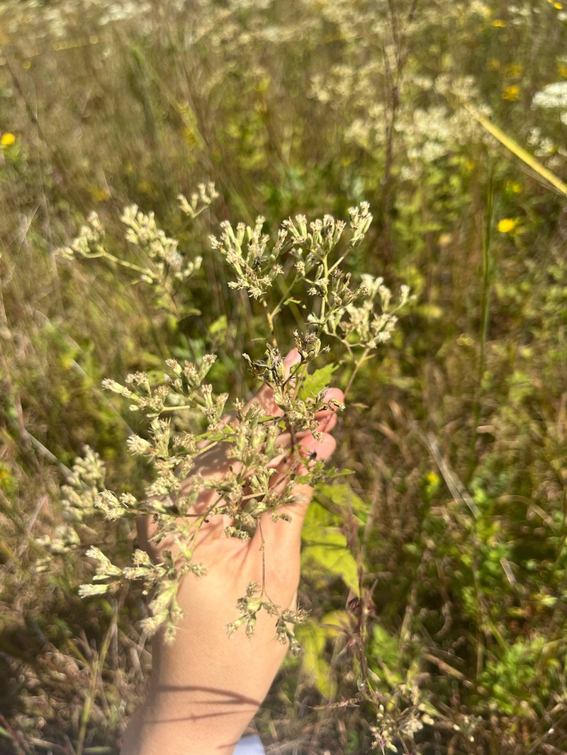 Godfrey's Thoroughwort photo 3