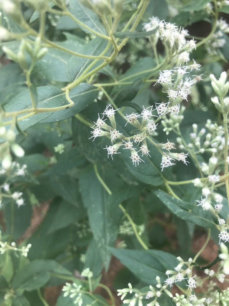 Godfrey's Thoroughwort photo 4