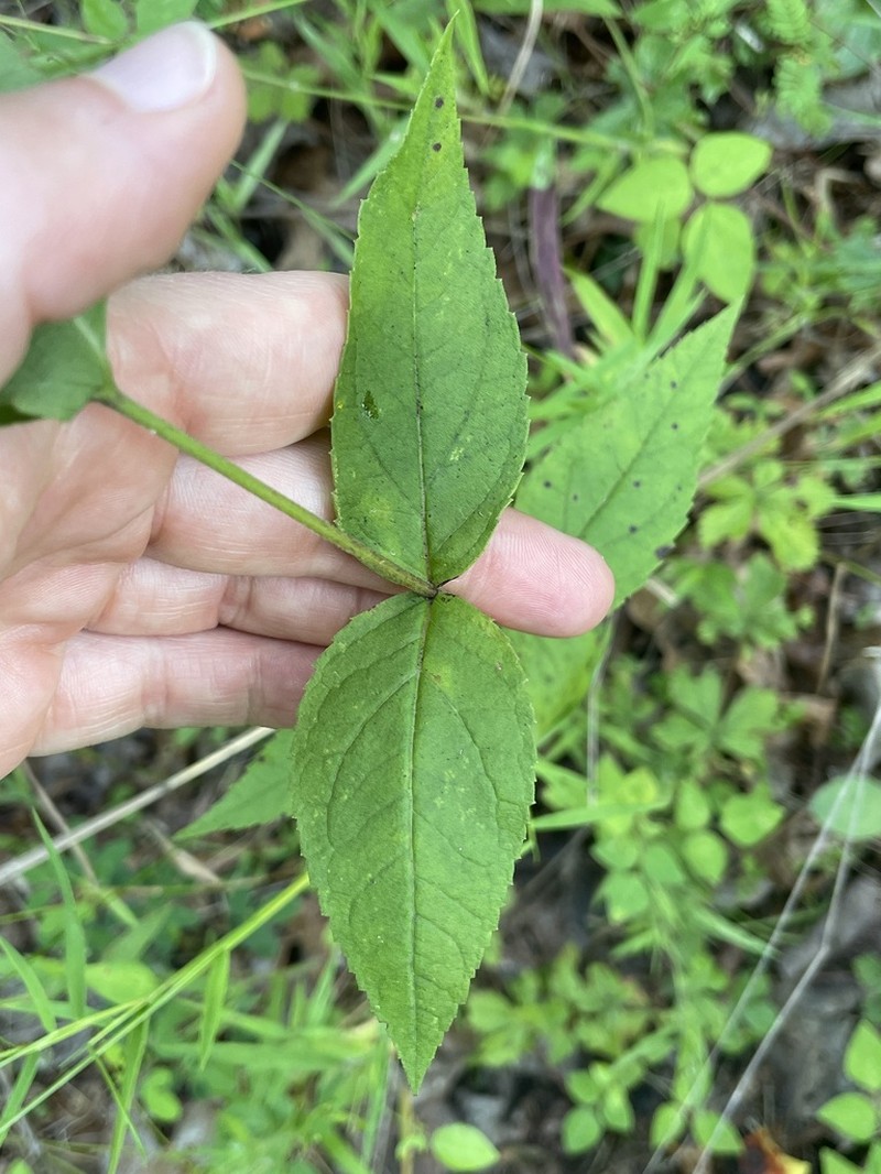 Godfrey's Thoroughwort photo 5