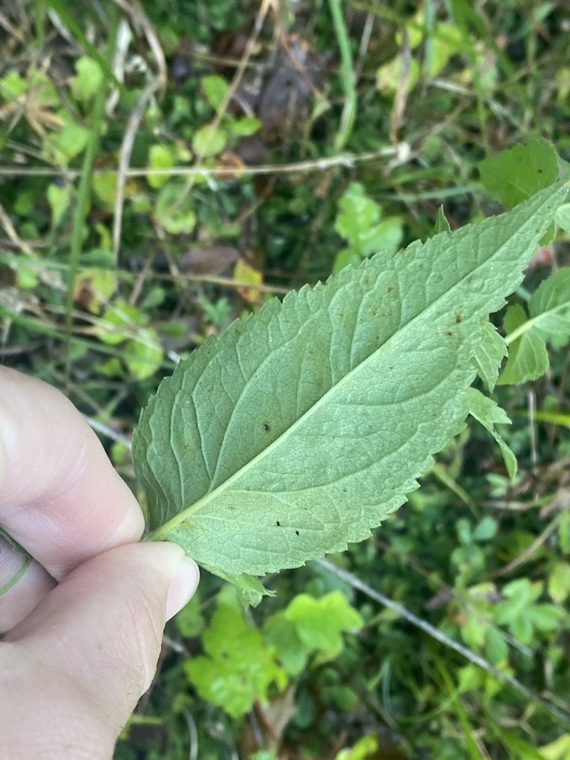 Godfrey's Thoroughwort photo 6