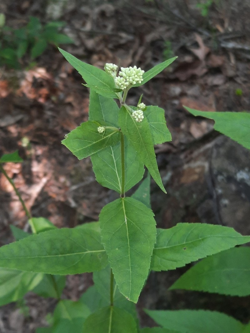 Godfrey's Thoroughwort photo 7