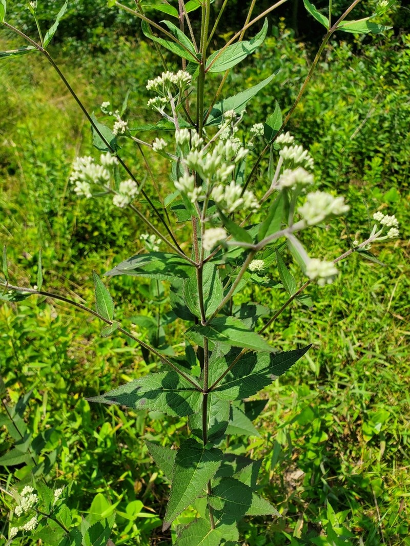 Godfrey's Thoroughwort photo 8