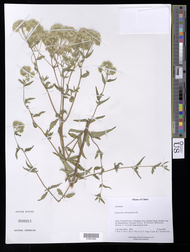 Eupatorium heterophyllum