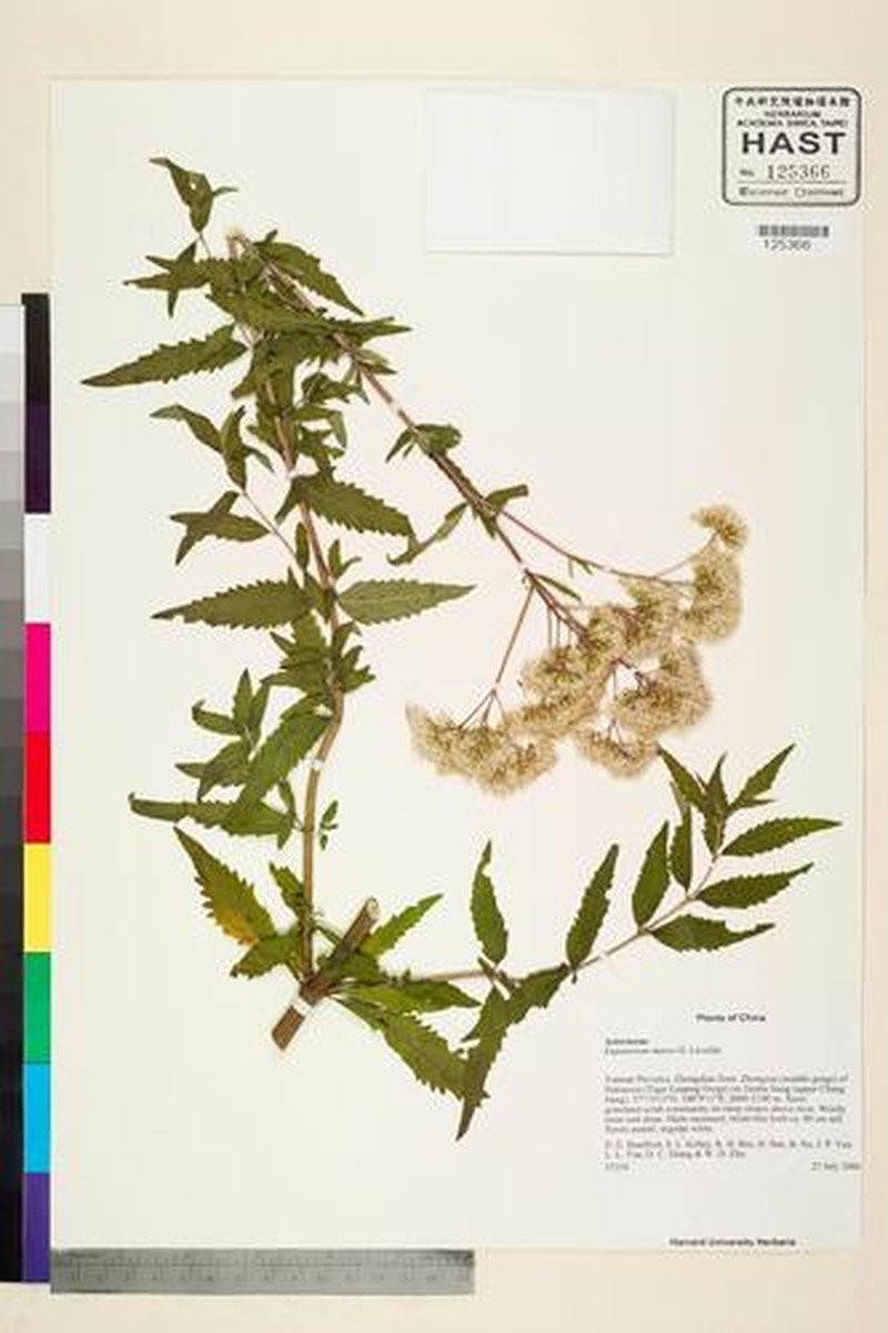 Eupatorium heterophyllum photo 2