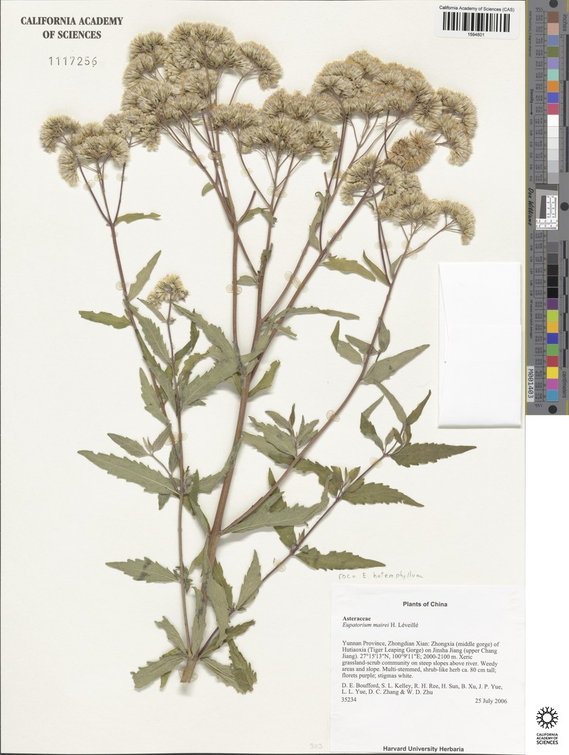 Eupatorium heterophyllum photo 3