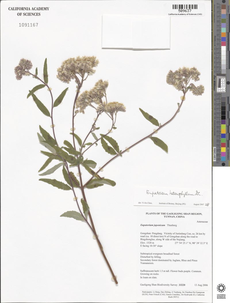 Eupatorium heterophyllum photo 4