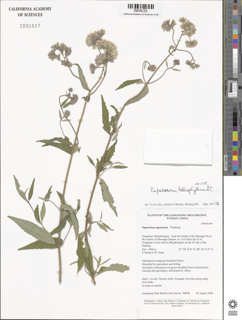 Eupatorium heterophyllum photo 5