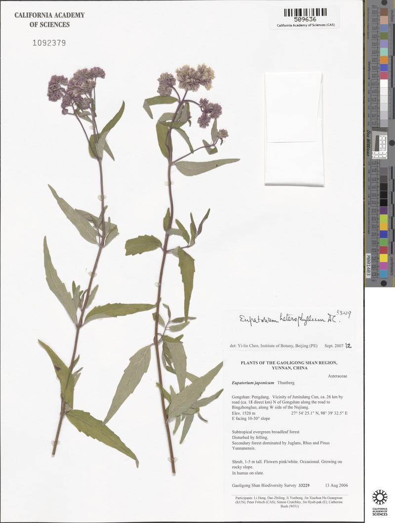 Eupatorium heterophyllum photo 6