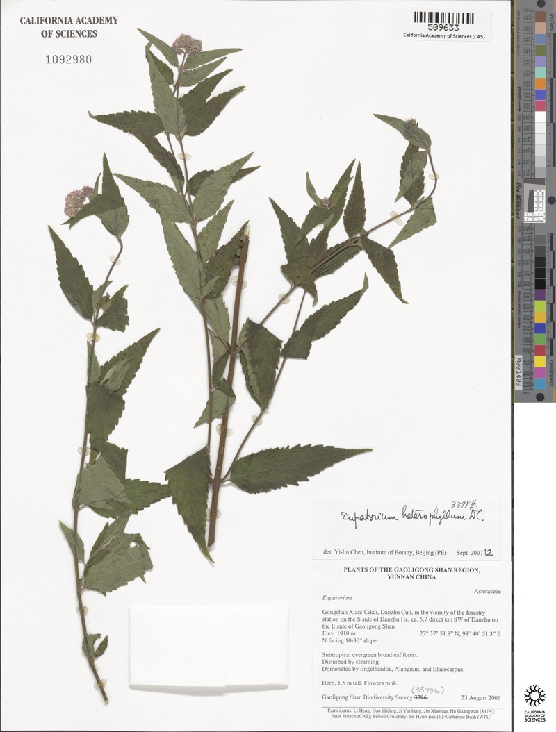 Eupatorium heterophyllum photo 7