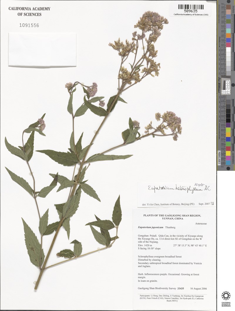 Eupatorium heterophyllum photo 8