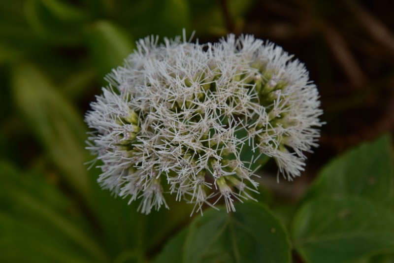 Eupatorium hualienense
