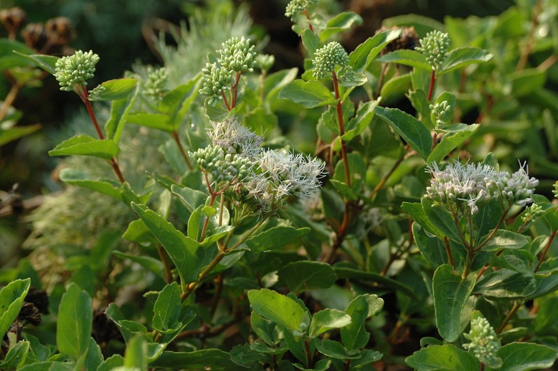 Eupatorium hualienense photo 2