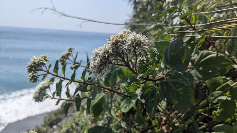 Eupatorium hualienense photo 3