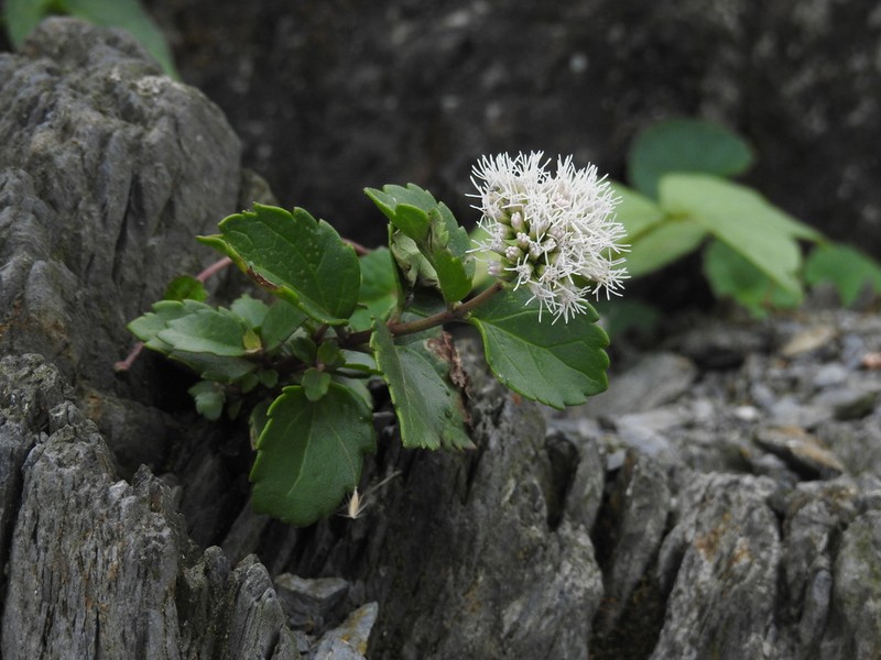 Eupatorium hualienense photo 4
