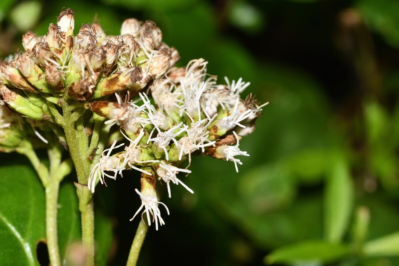 Eupatorium hualienense photo 5
