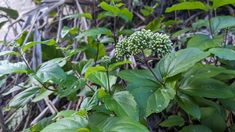 Eupatorium hualienense photo 6