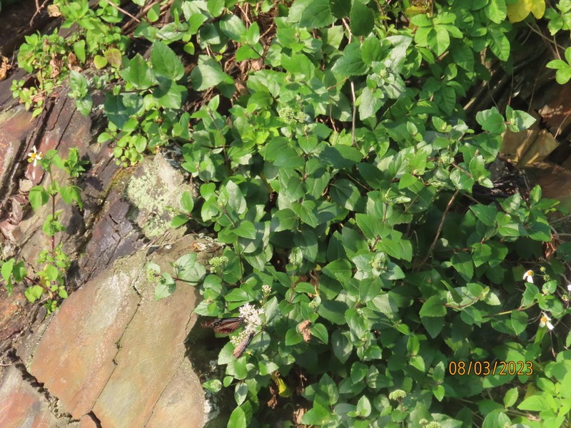 Eupatorium hualienense photo 7