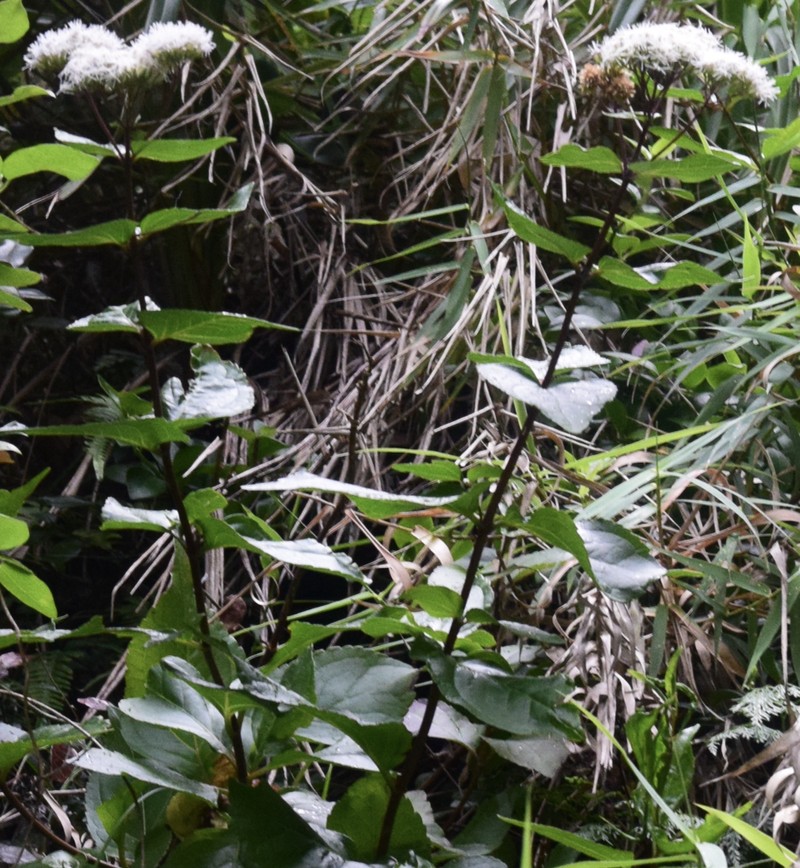 Eupatorium hualienense photo 8