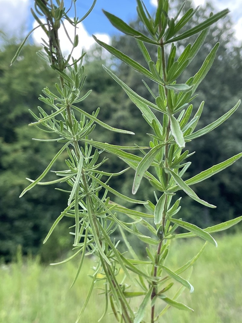 Hyssopleaf Thoroughwort
