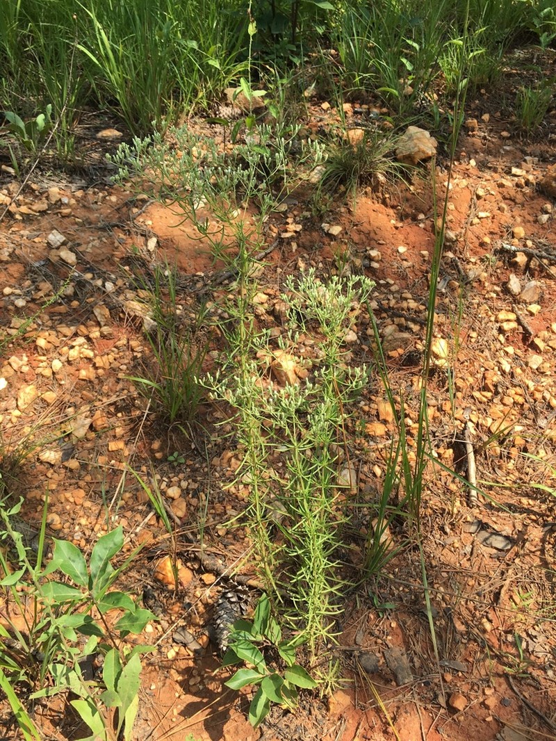 Hyssopleaf Thoroughwort photo 2