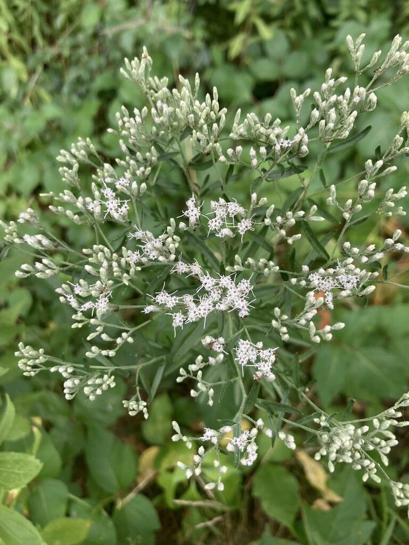 Hyssopleaf Thoroughwort photo 3