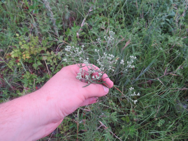 Hyssopleaf Thoroughwort photo 4