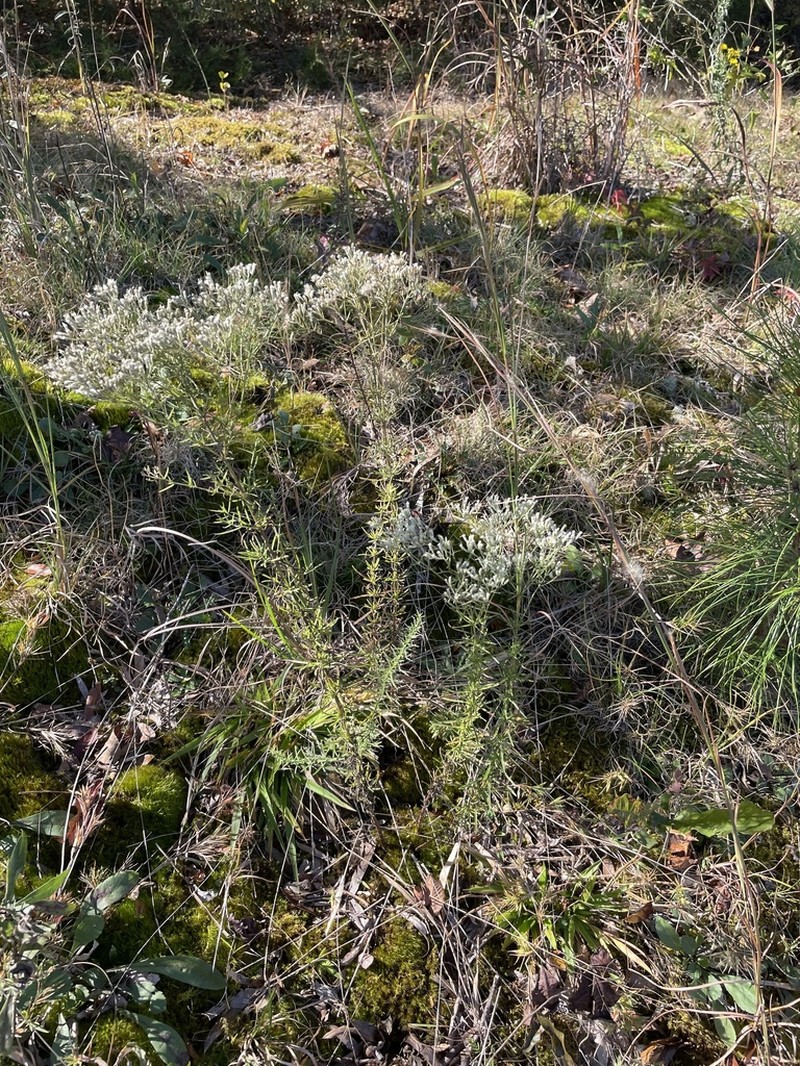 Hyssopleaf Thoroughwort photo 5