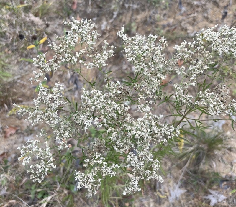 Hyssopleaf Thoroughwort photo 6