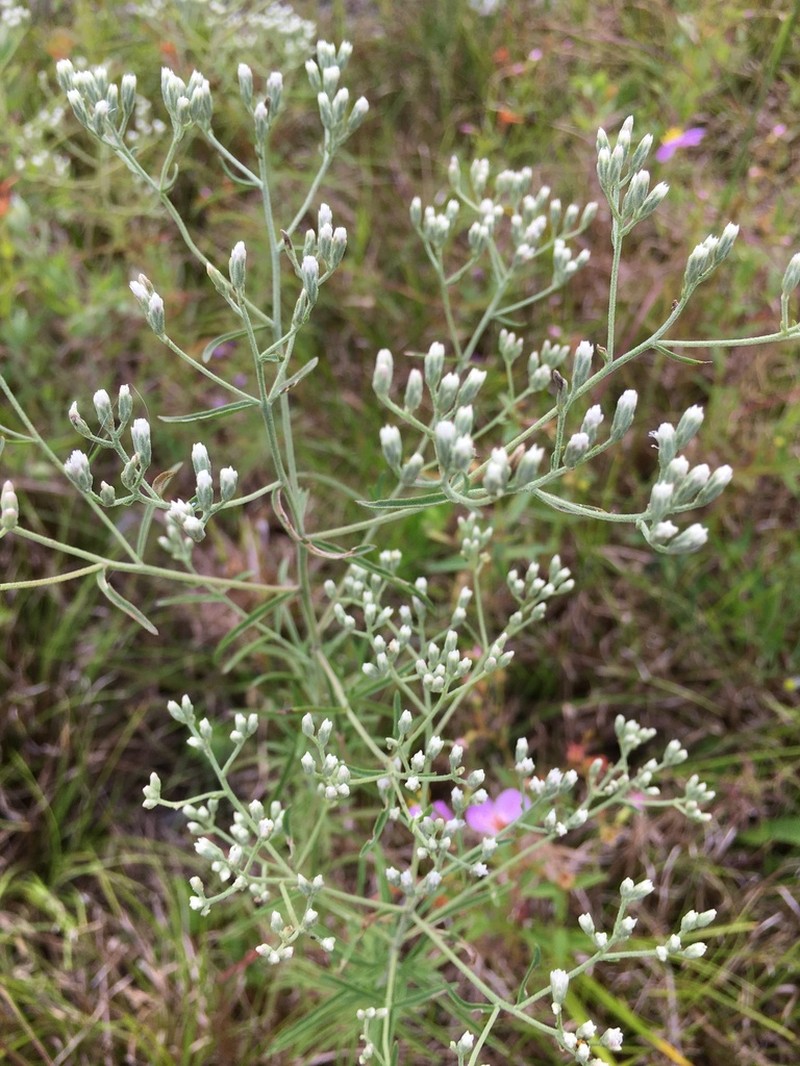Hyssopleaf Thoroughwort photo 7