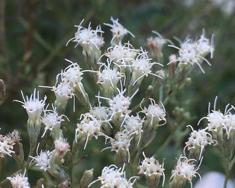 Hyssopleaf Thoroughwort photo 8