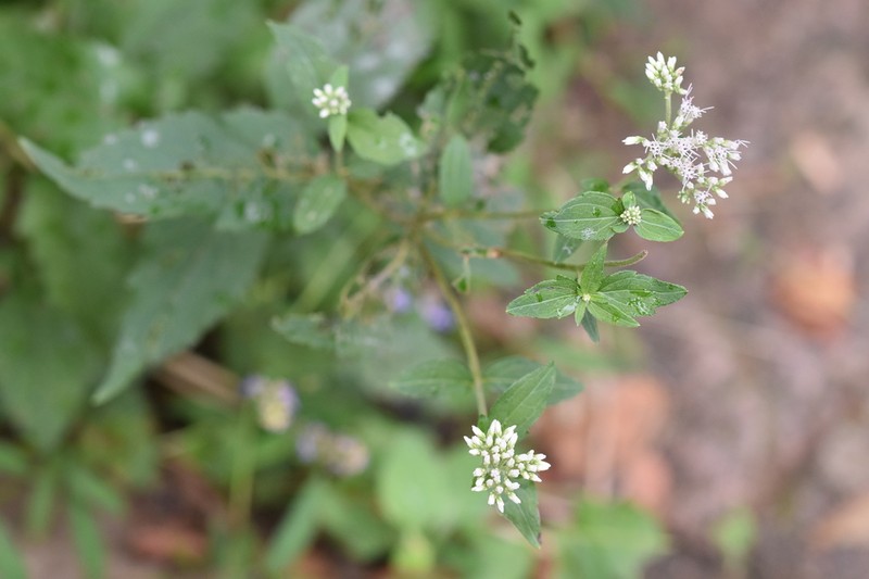 Eupatorium japonicum photo 2