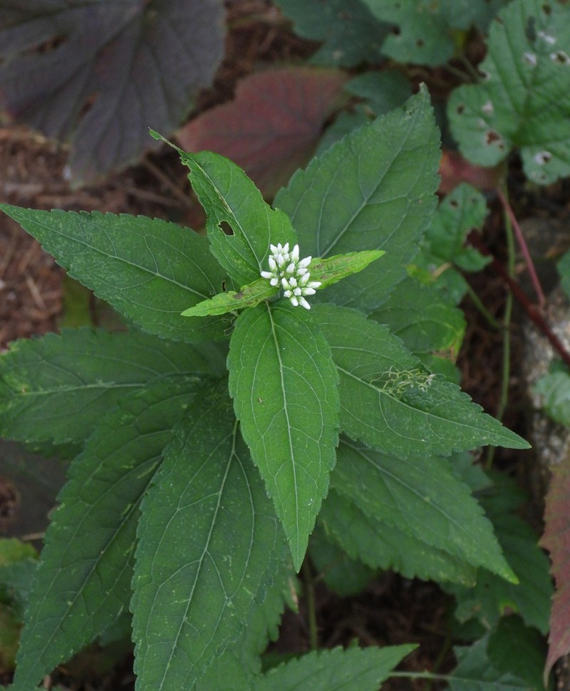 Eupatorium japonicum photo 3