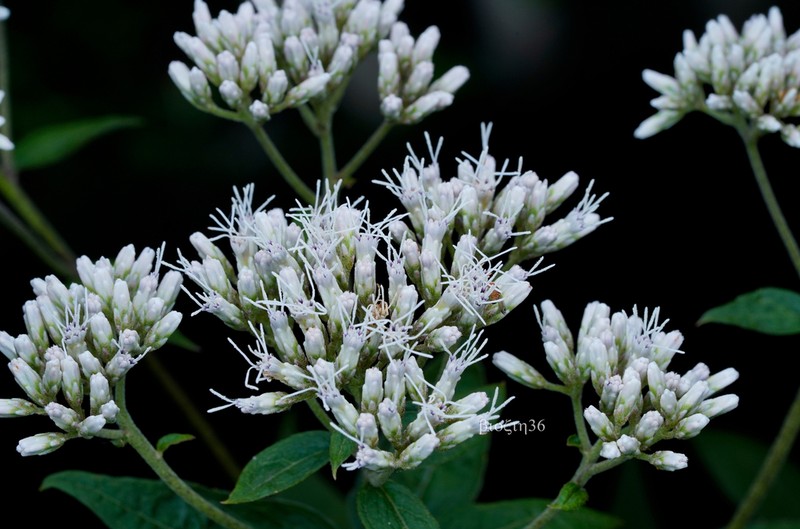 Eupatorium japonicum photo 4