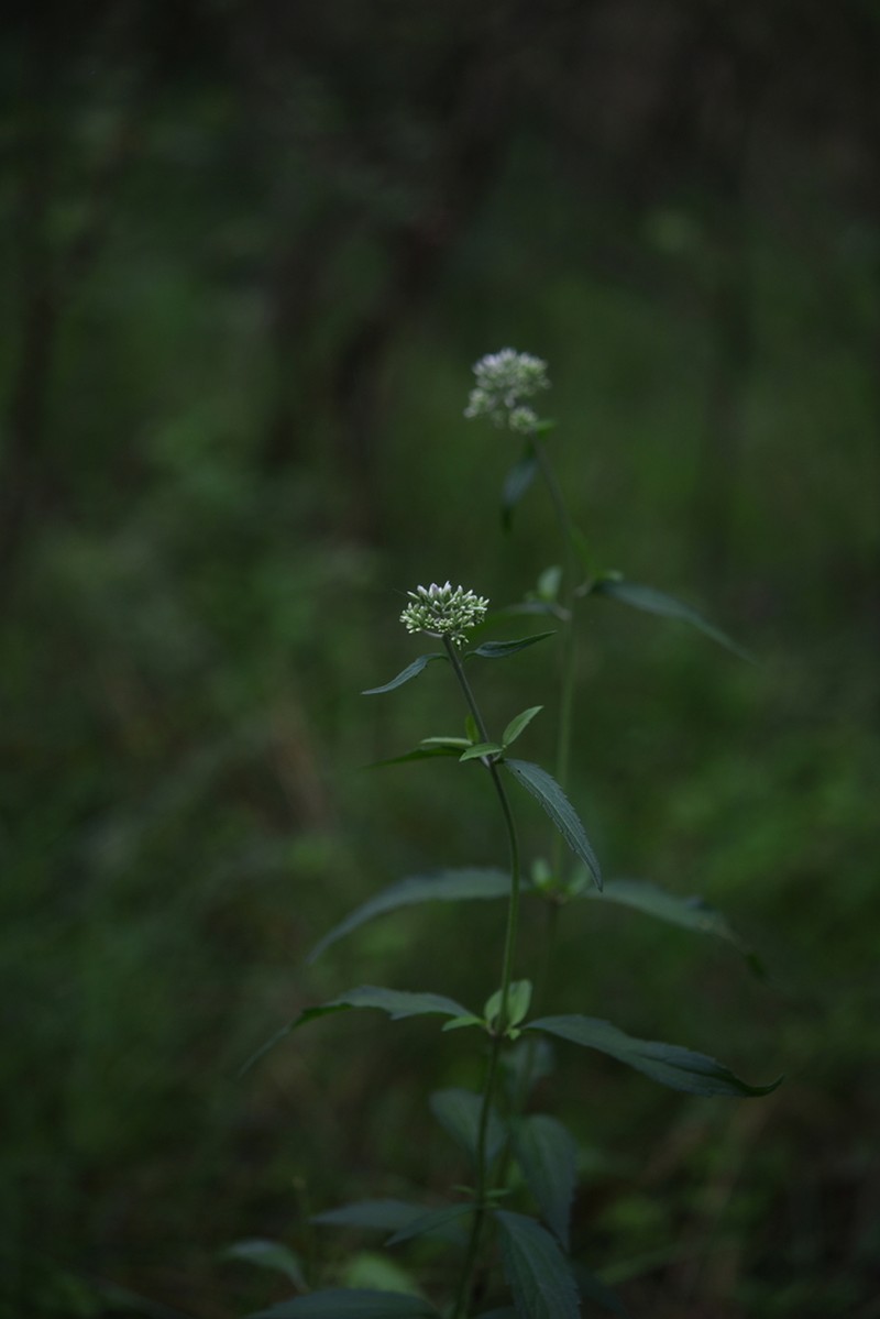 Eupatorium japonicum photo 5