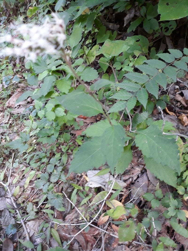 Eupatorium japonicum photo 6