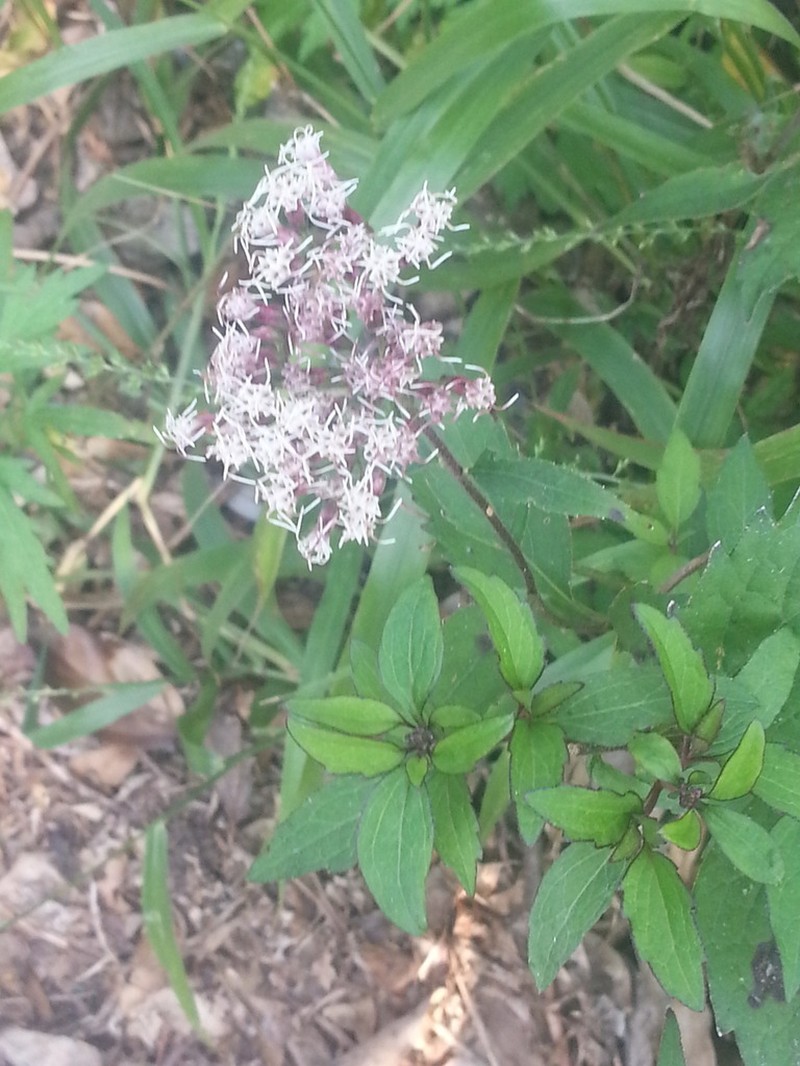 Eupatorium japonicum photo 7