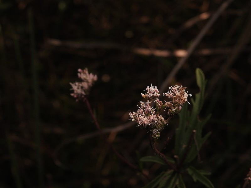 Eupatorium laciniatum