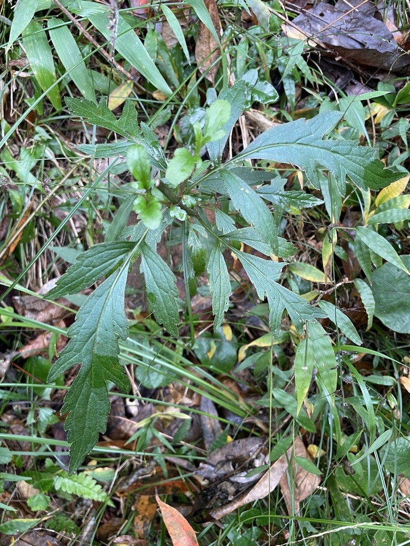 Eupatorium laciniatum photo 2
