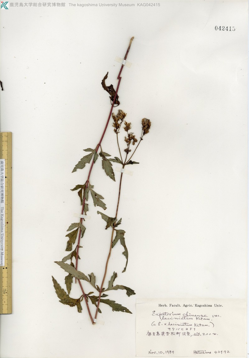 Eupatorium laciniatum photo 3