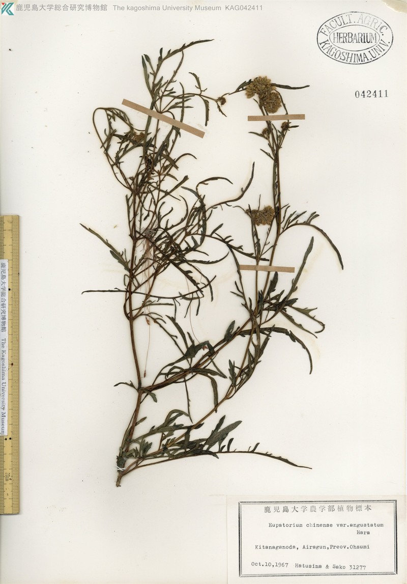 Eupatorium laciniatum photo 4