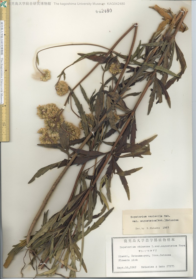 Eupatorium laciniatum photo 5