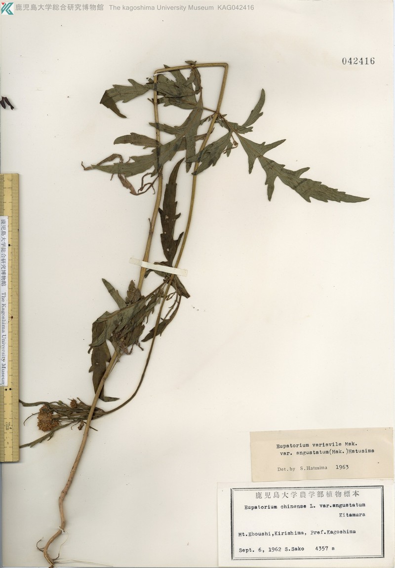 Eupatorium laciniatum photo 6