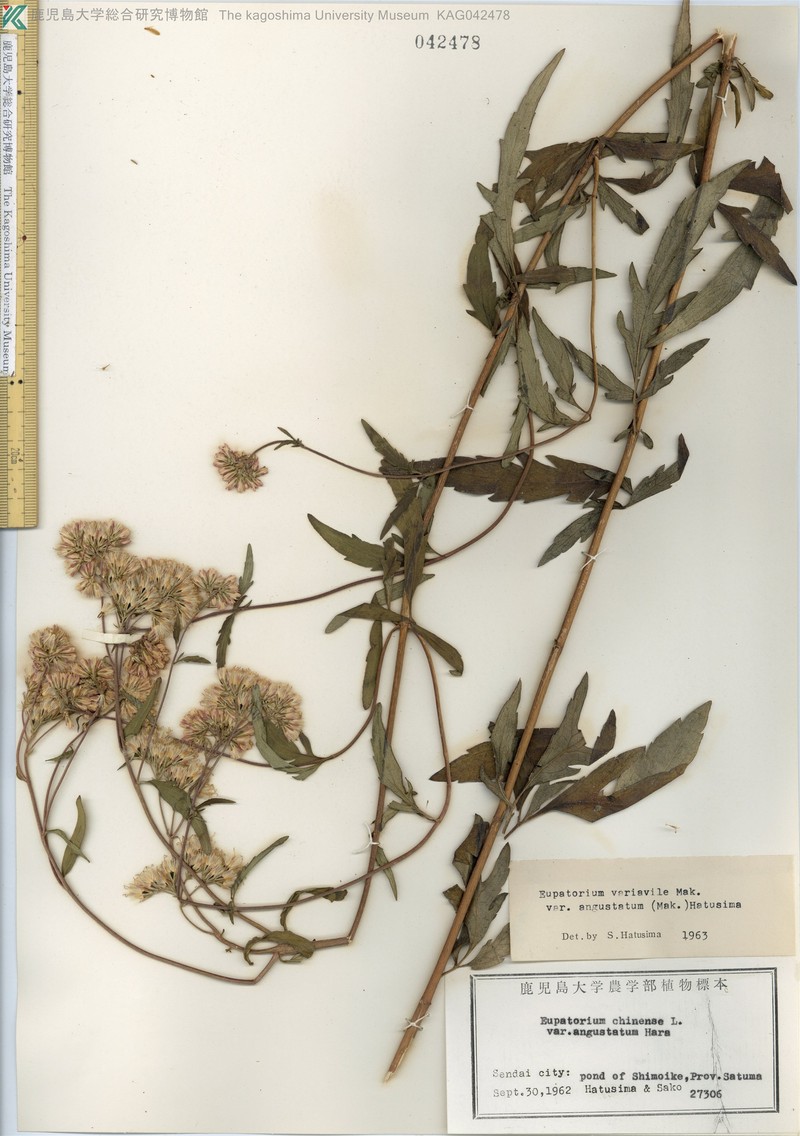 Eupatorium laciniatum photo 7