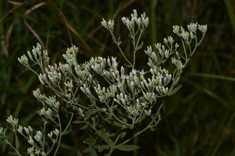Lanceleaf Thoroughwort