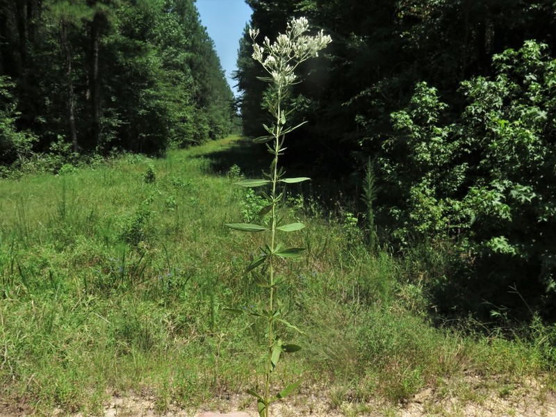 Lanceleaf Thoroughwort photo 2